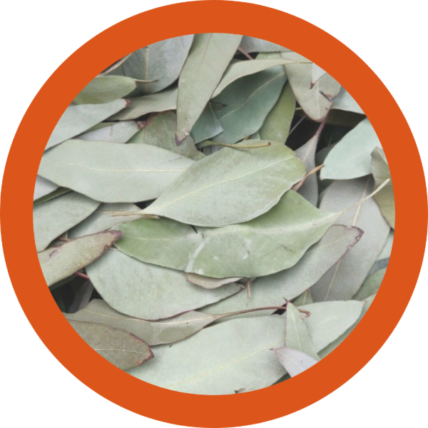 Producto - Eucalipto (Hojas ) 100 gr