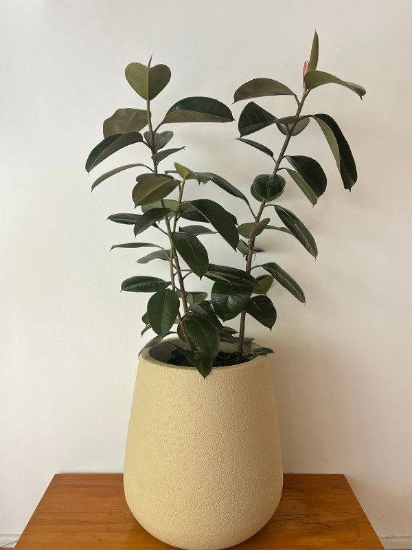 Producto - Gomero Cabernet Gigante