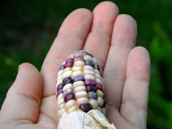 Producto - MAIZ PICHI CALFU  - Semillas Antiguas Heirloom - Polinización Abierta