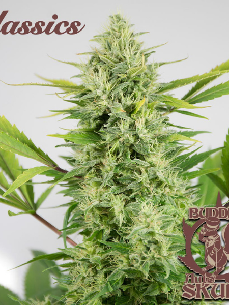 Producto - Skunk Auto x3 - Buddha Seeds