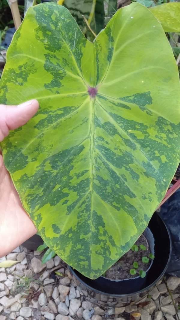 Producto - Colocasia Lemon Lime Gecko - 0