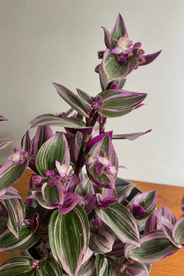 Producto - Tradescantia Zebrina Mediana - 1