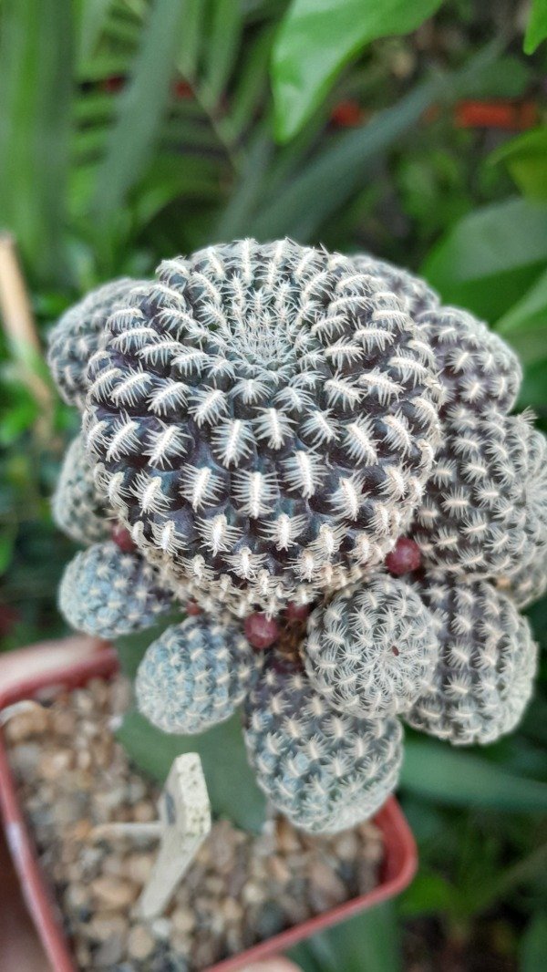 Producto - Sulcorobutia arenacea injertada