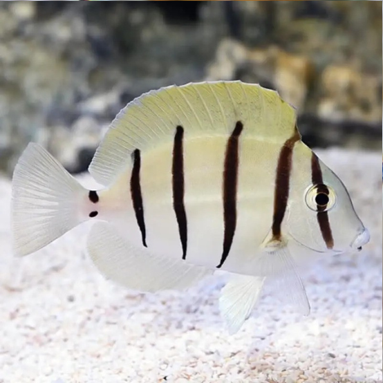 Producto - Acanthurus Triostegus