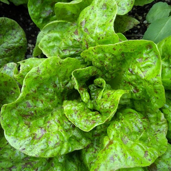 Producto - Lechuga Mantecosa Jaspeada