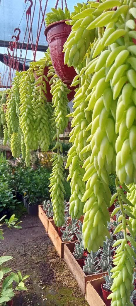 Producto - Cola de Burro (Sedum morganianum) - 0