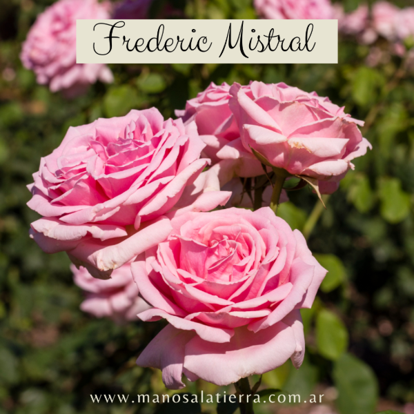 Producto - Rosal Frederic Mistral