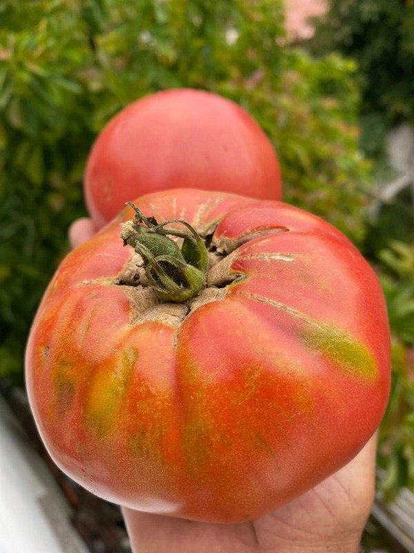 Producto - SEMILLAS DE TOMATE HEROE SHAOLIN ROSA GIGANTE