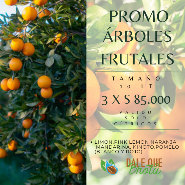 Producto - Promo Frutales Cítricos