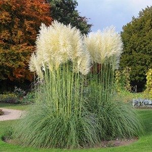 Producto - Cortaderia selloana 'Pumila'