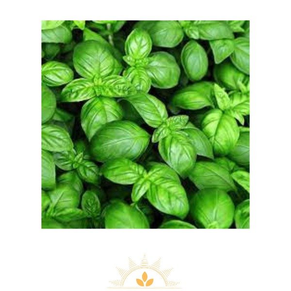 Producto - Albahaca Fresca paquete (a confirmar)