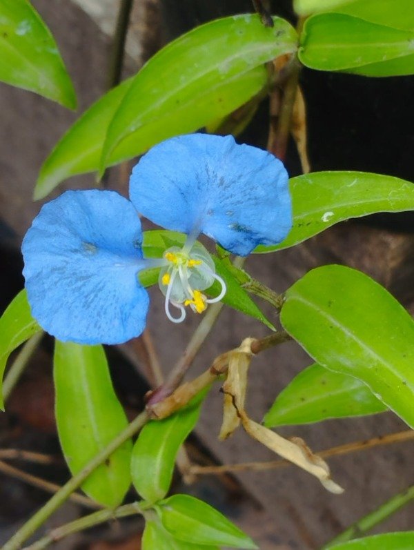 Producto - Santa Lucía  (Commelina erecta)