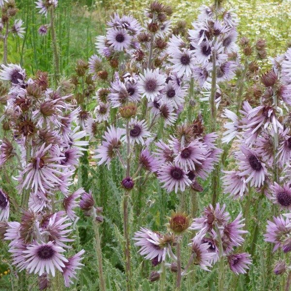 Producto - 30 Semillas Berkheya purpurea