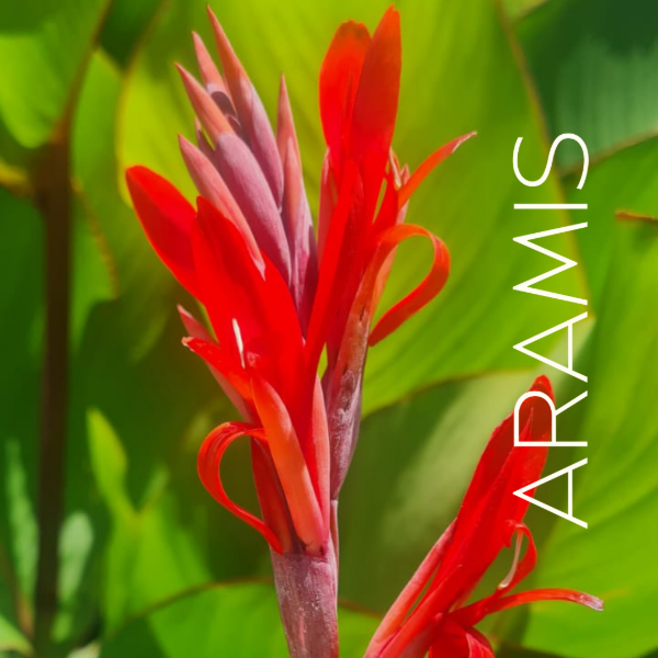 Producto - Achira roja x1