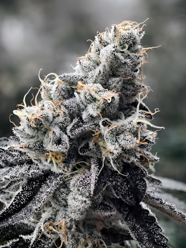 Producto - SF Budín x3 - Satan y Co Genetics