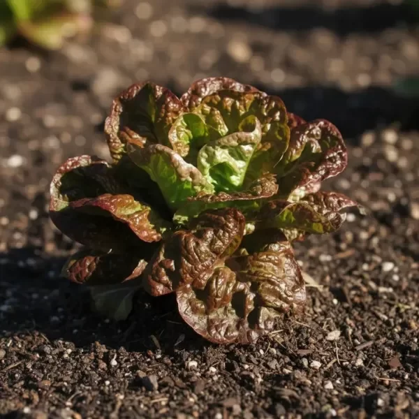 Producto - Semillas Lechuga Maravilla 4 Estaciones