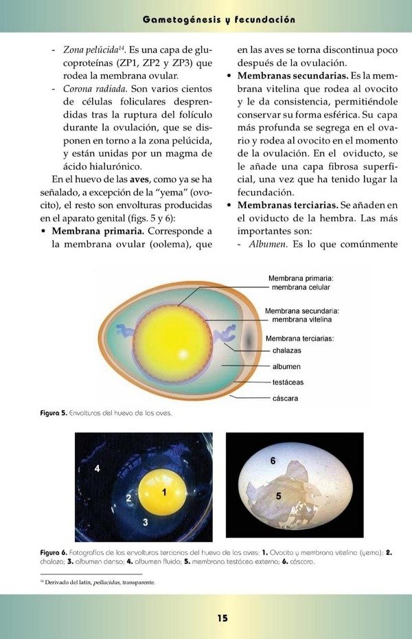 Producto - Gil Cano: Embriología Veterinaria - 1