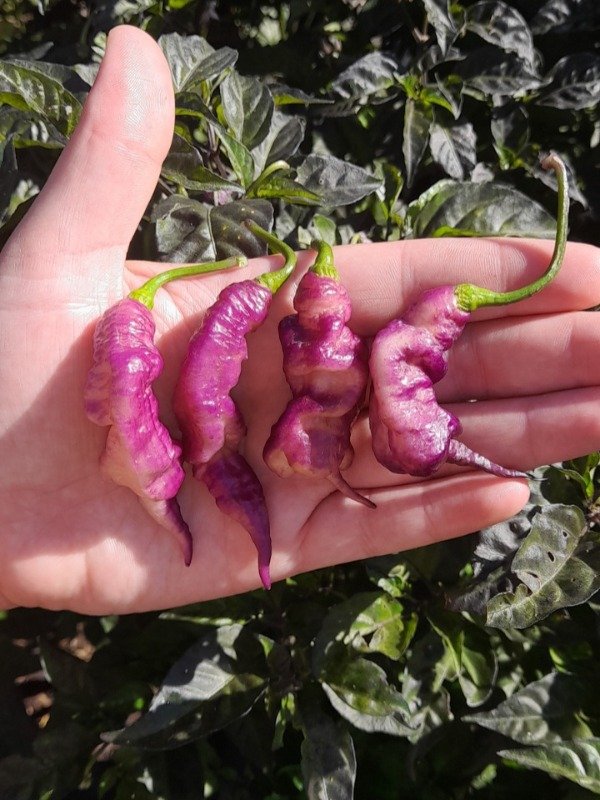 Producto - 10 Semillas de Ají Jay's Pink Purple - 2
