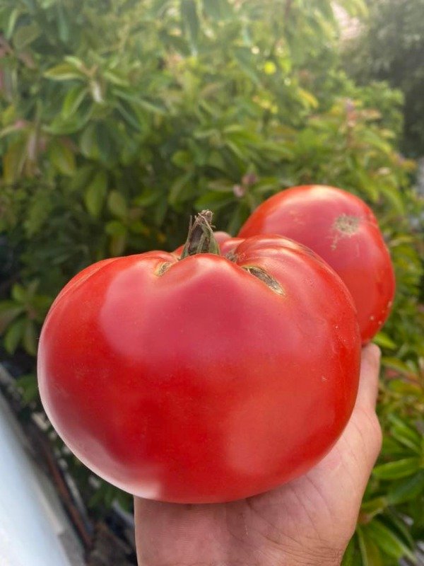 Producto - SEMILLAS DE TOMATE MILAGRO IRANI IRANSKOYE CHUDO