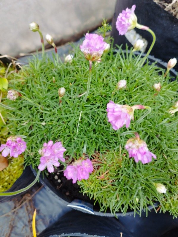 Producto - Armeria maritima