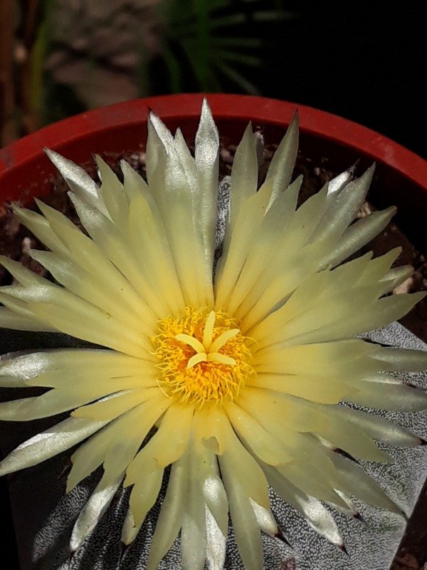 Producto - Astrophytum - 3