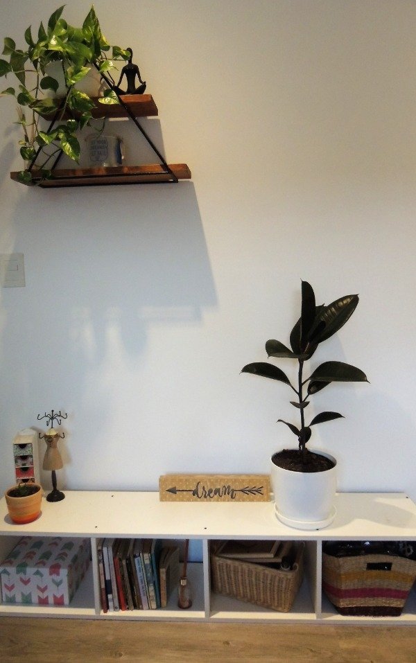 Producto - Ficus elastica cavernet (a pedido)