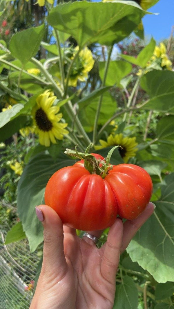 Producto - Semillas Agroecologicas de tomate costoluto di parma