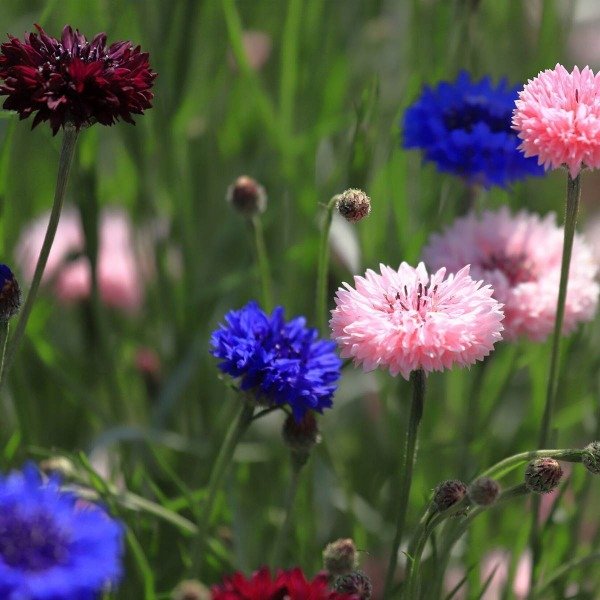 Producto - 30 Semillas Centaurea cyanus