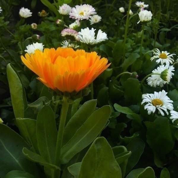 Producto - Calendula mix, simples y dobles