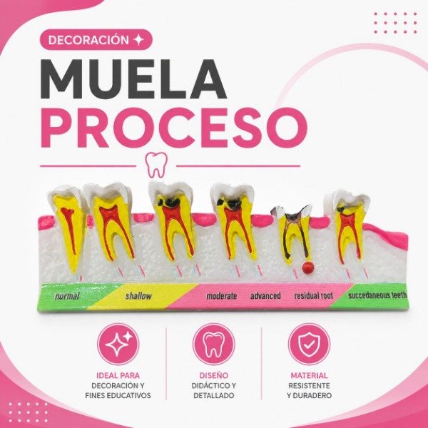 Producto - MUELA PROCESO DECORACION