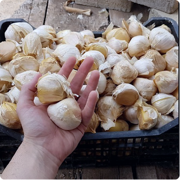 Producto - AJO GIGANTE CHILENO O ELEFANTE AGROECOLOGICO [POR PESO]