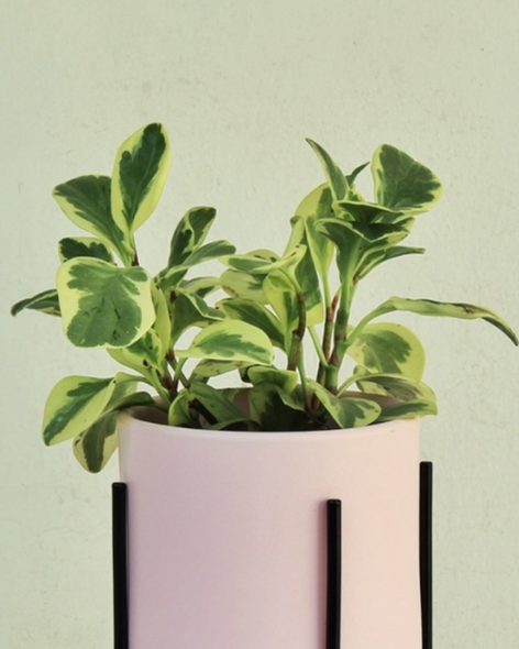 Producto - Peperomia Variegada