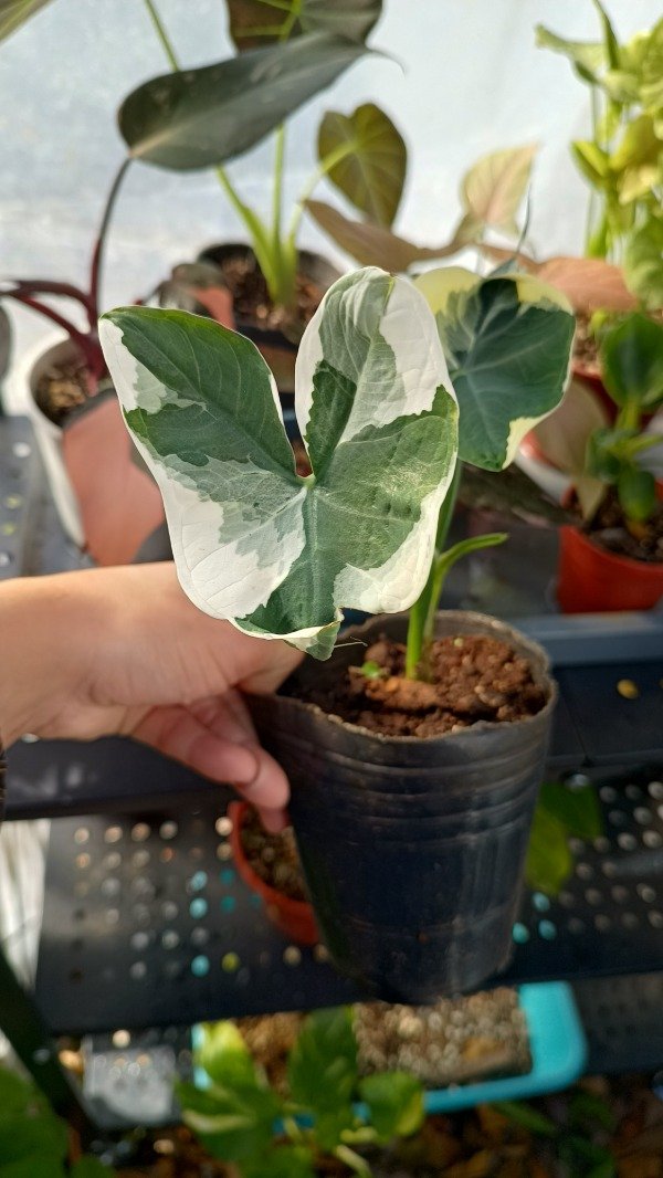 Producto - Xanthosoma Albomarginata Mickey