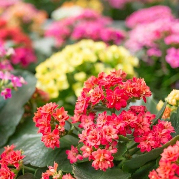 Producto - Kalanchoe