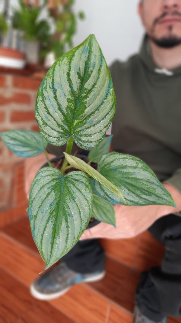 Producto - Philodendron Mamei Silver