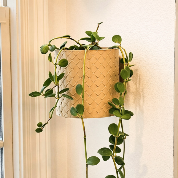 Producto - Maceta de pared mod 03 - Impresa en 3D