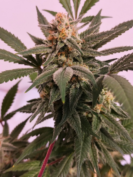 Producto - Skunk #1 x Lemon Purple F1 x3