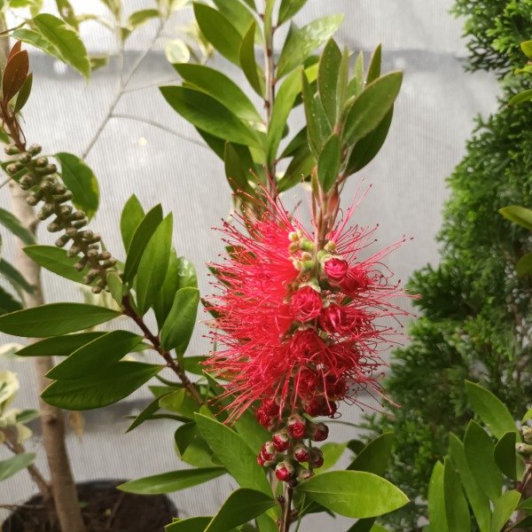 Producto - Limpiatubos Callistemon - 2