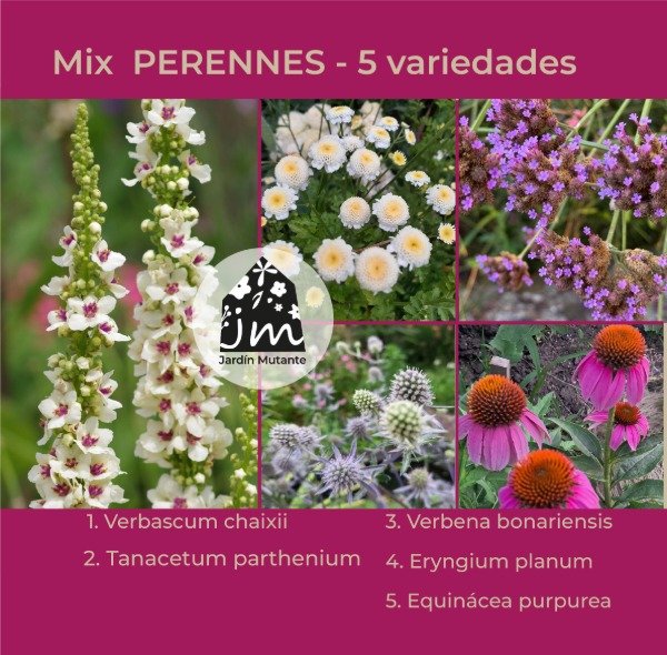 Producto - Mix PERENNES