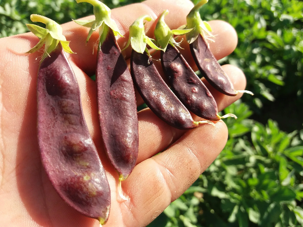 Producto - Plantin de arveja morada/tirabeque