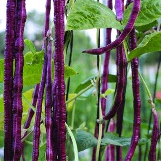 Producto - Poroto Metro Rojo