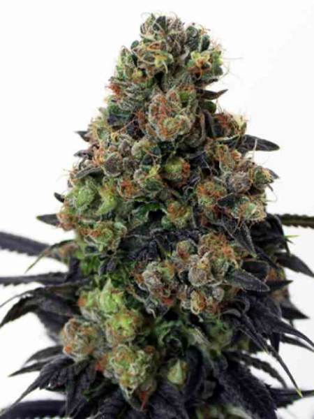 Producto - Sherbet Mints x3 - Kush Brothers