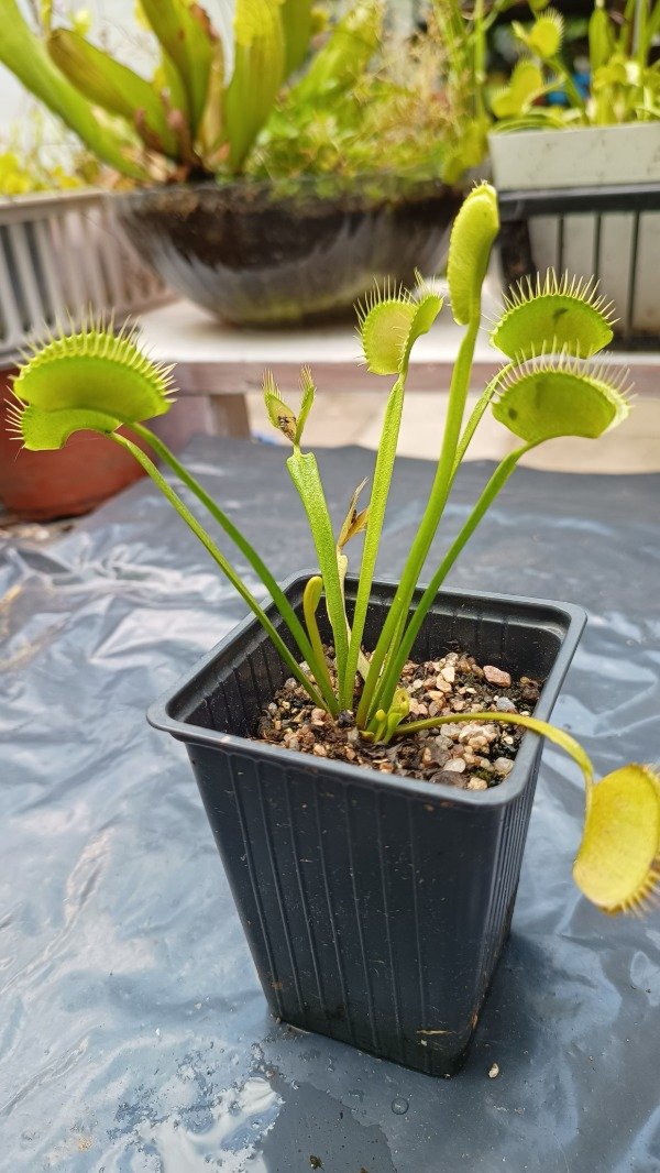 Producto - Venus Atrapamoscas grande (dionaea muscipula)