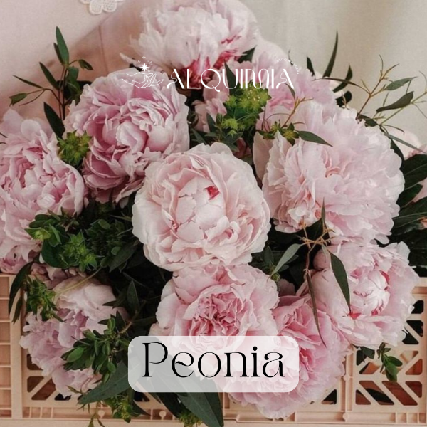 Producto - Peonia (B)