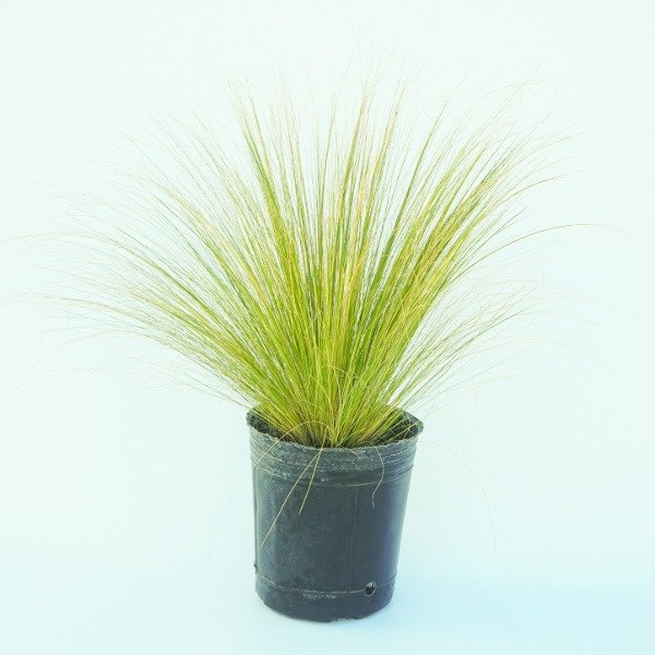 Producto - Stipa Tenuissima