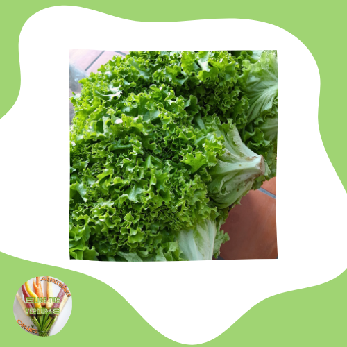Producto - Lechuga crespa - 1paquete