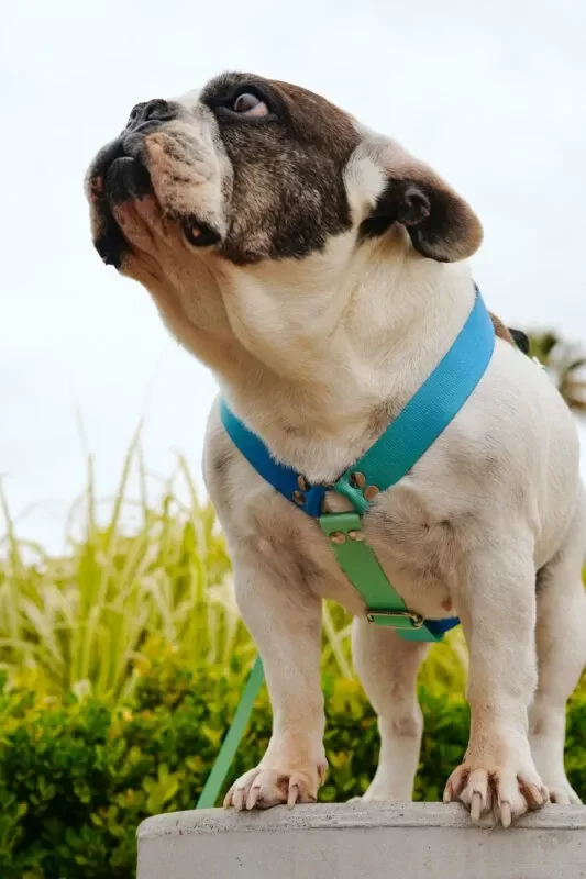 Producto - Pretal H + Correa degrade XL/XXL