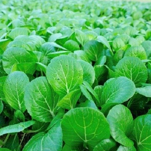 Producto - Semillas De Repollo Chino Canton - 0