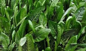 Producto - Achicoria Fina