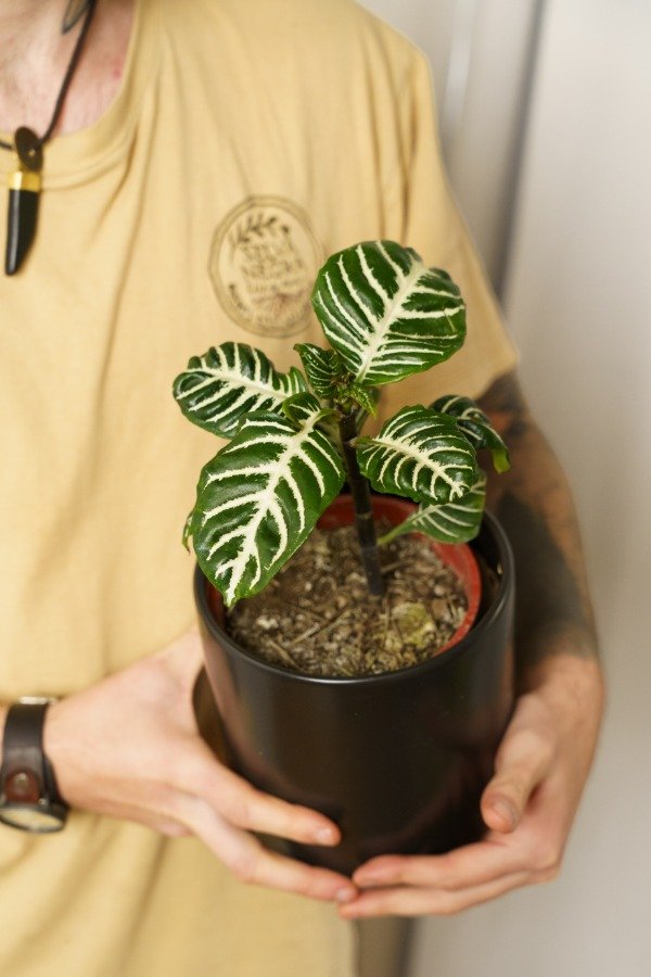 Producto - Planta Zebra Aphelandra Mediana